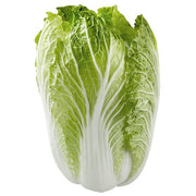 Napa Cabbage
