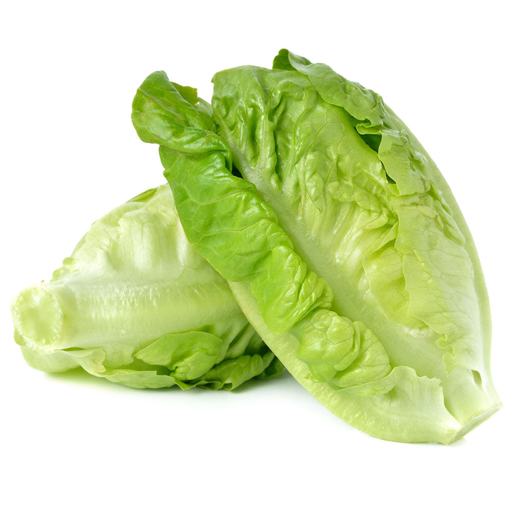 Baby Green Romaine Lettuce