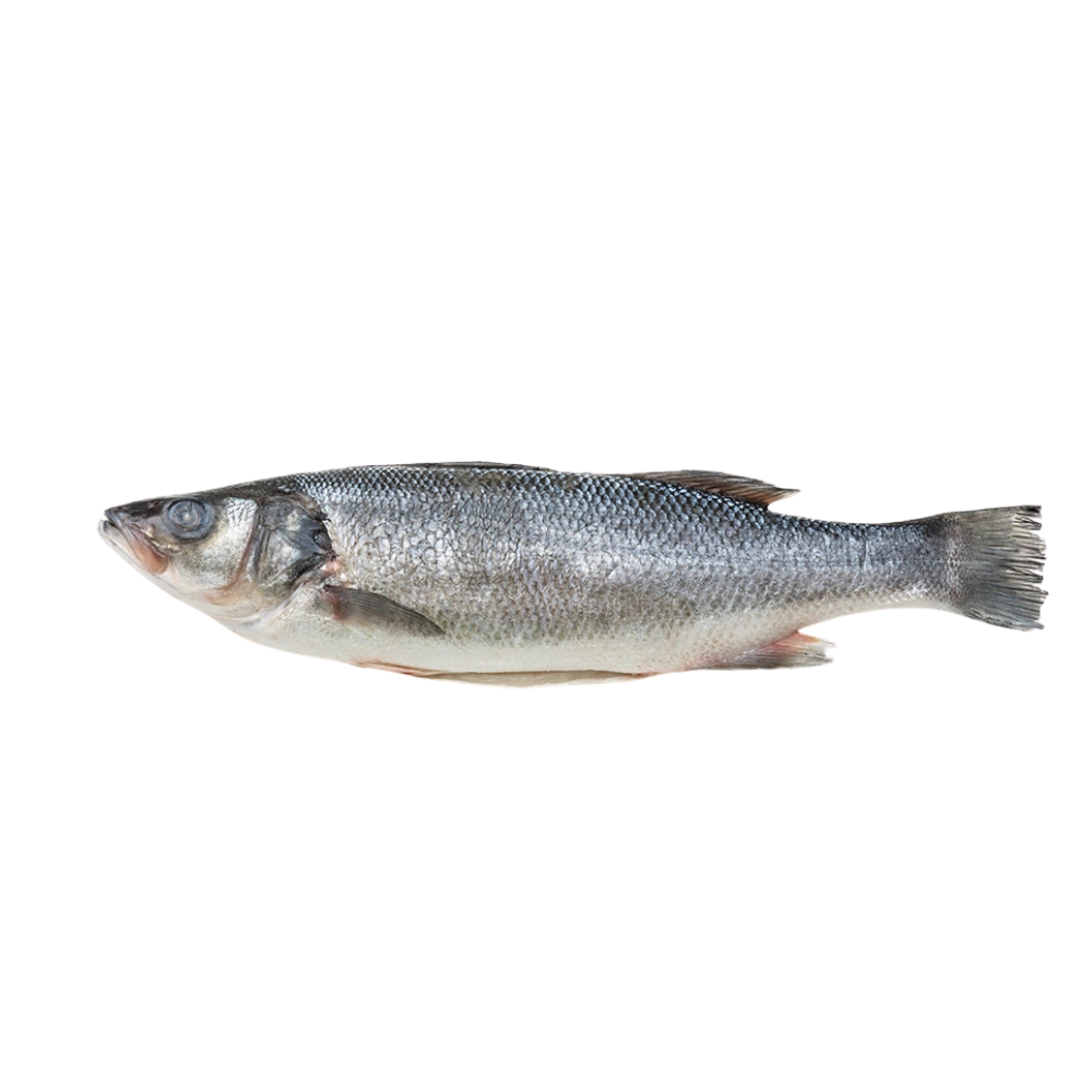 8/1000 Finned & Scaled Skin On Branzino