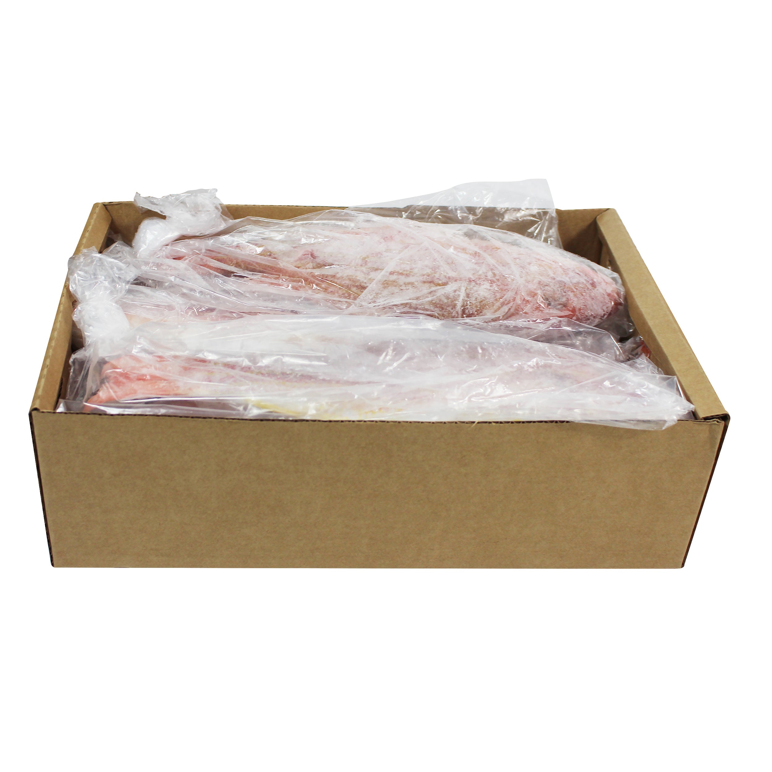 Red Lane Snapper
