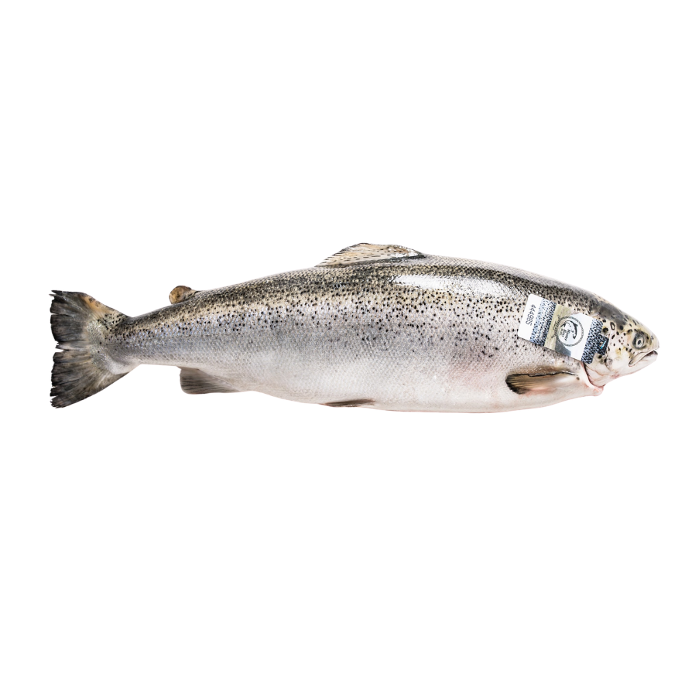 Whole Fresh Wester Ross Salmon