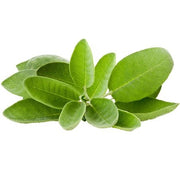 Sage
