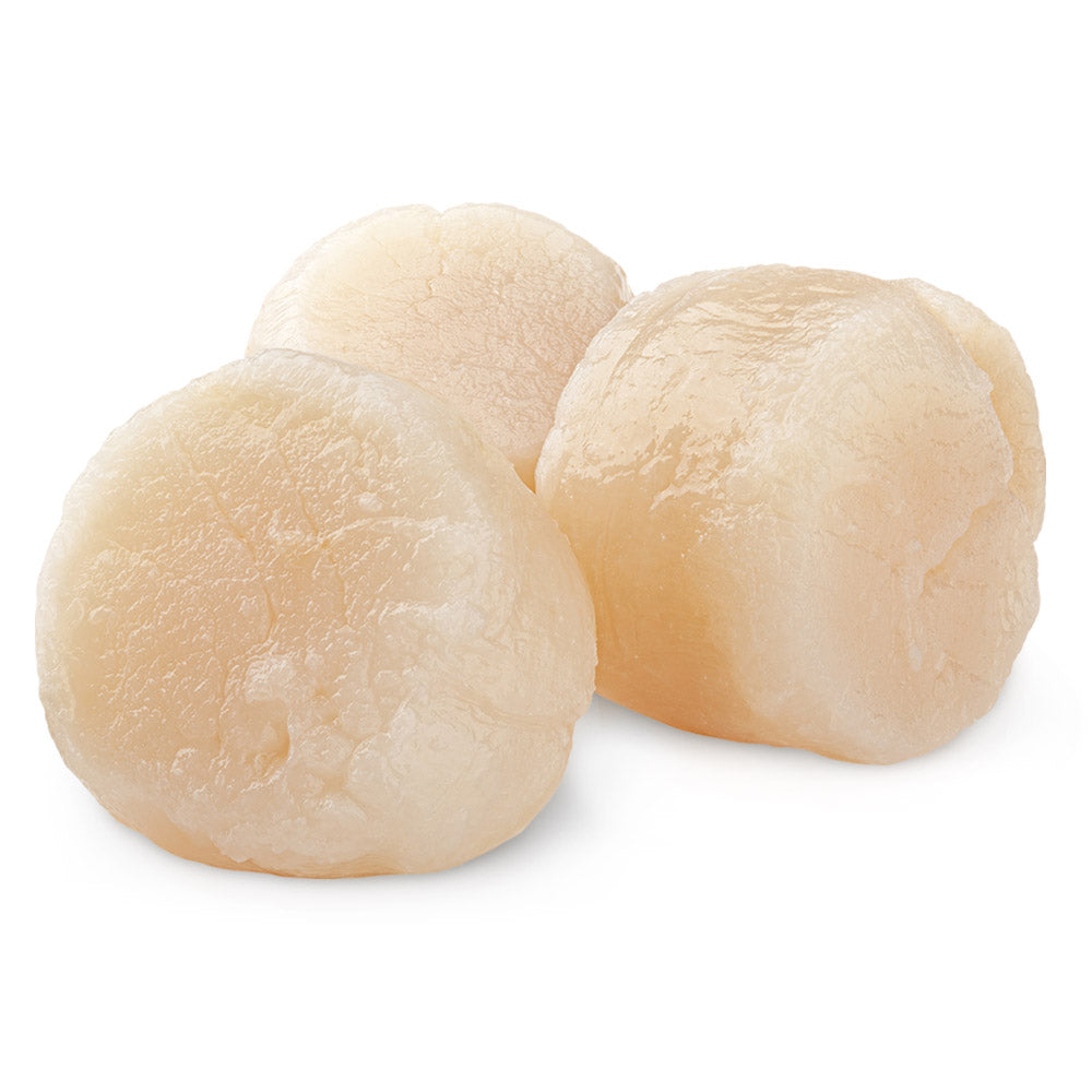 U10 Fresh Scallops Domestic