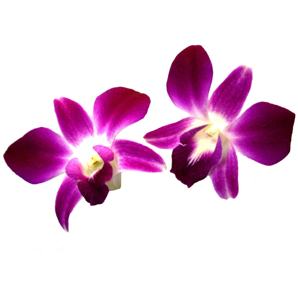 Edible Orchid Flowers