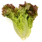 Baby Lolla Rossa Lettuce