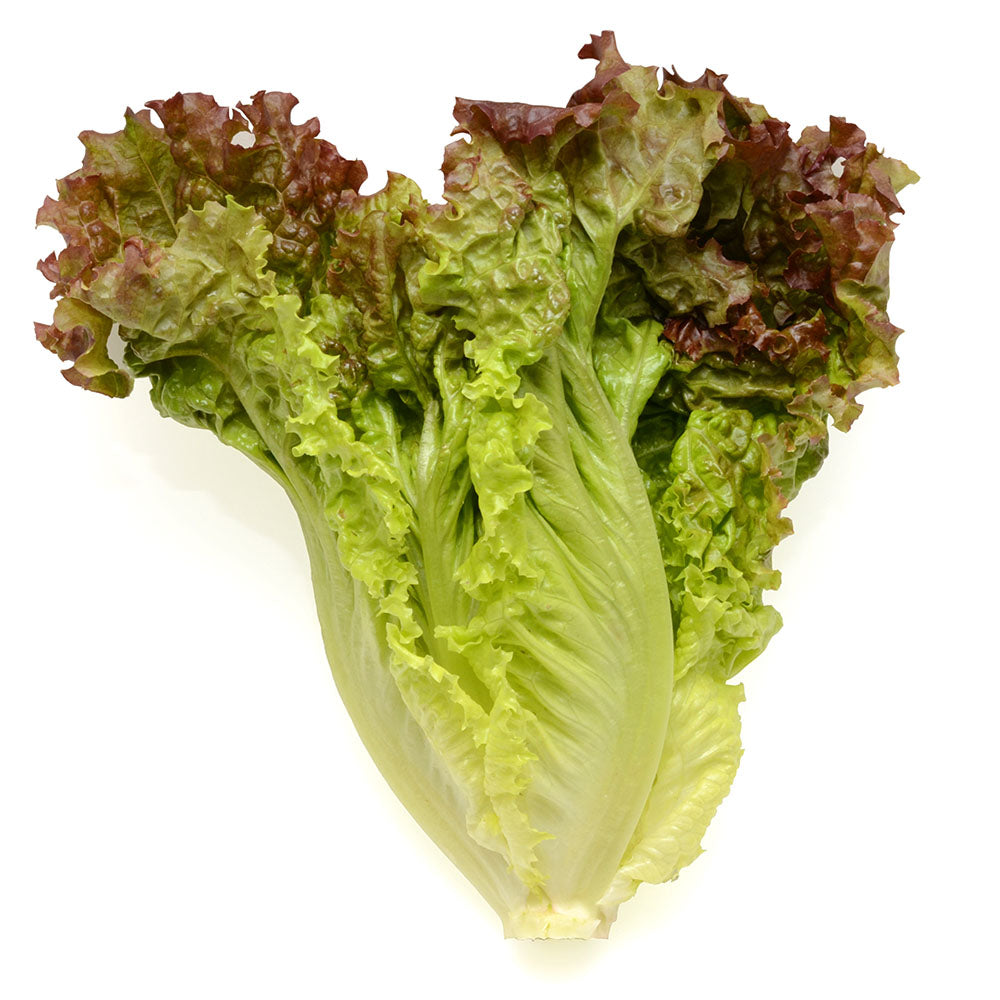 Baby Lolla Rossa Lettuce