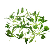 Micro Cilantro