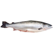 10/12 Skinned & Gutted Whole Salmon