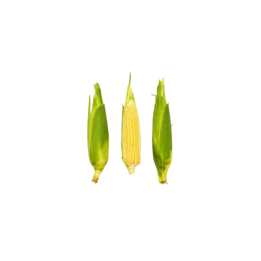 Fresh Corn (24 count)