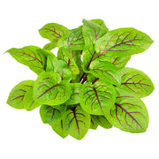 Red Veined Sorrel