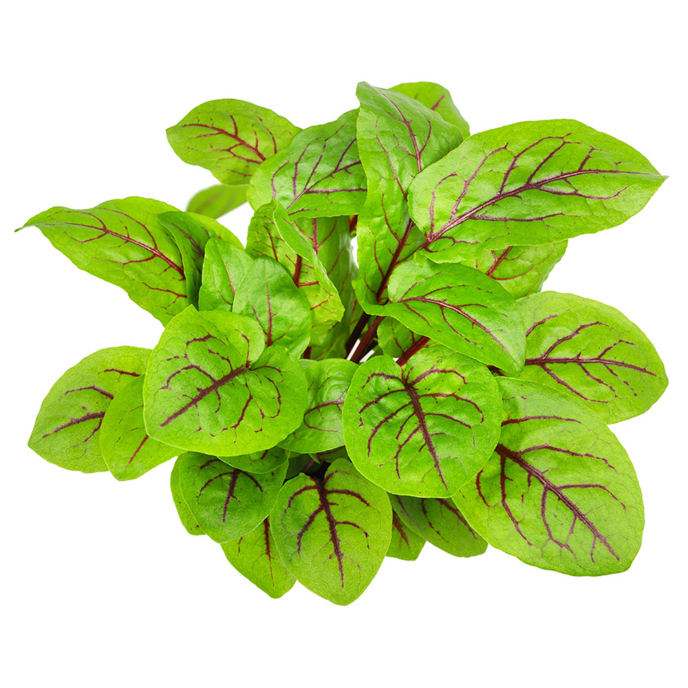 Red Veined Sorrel