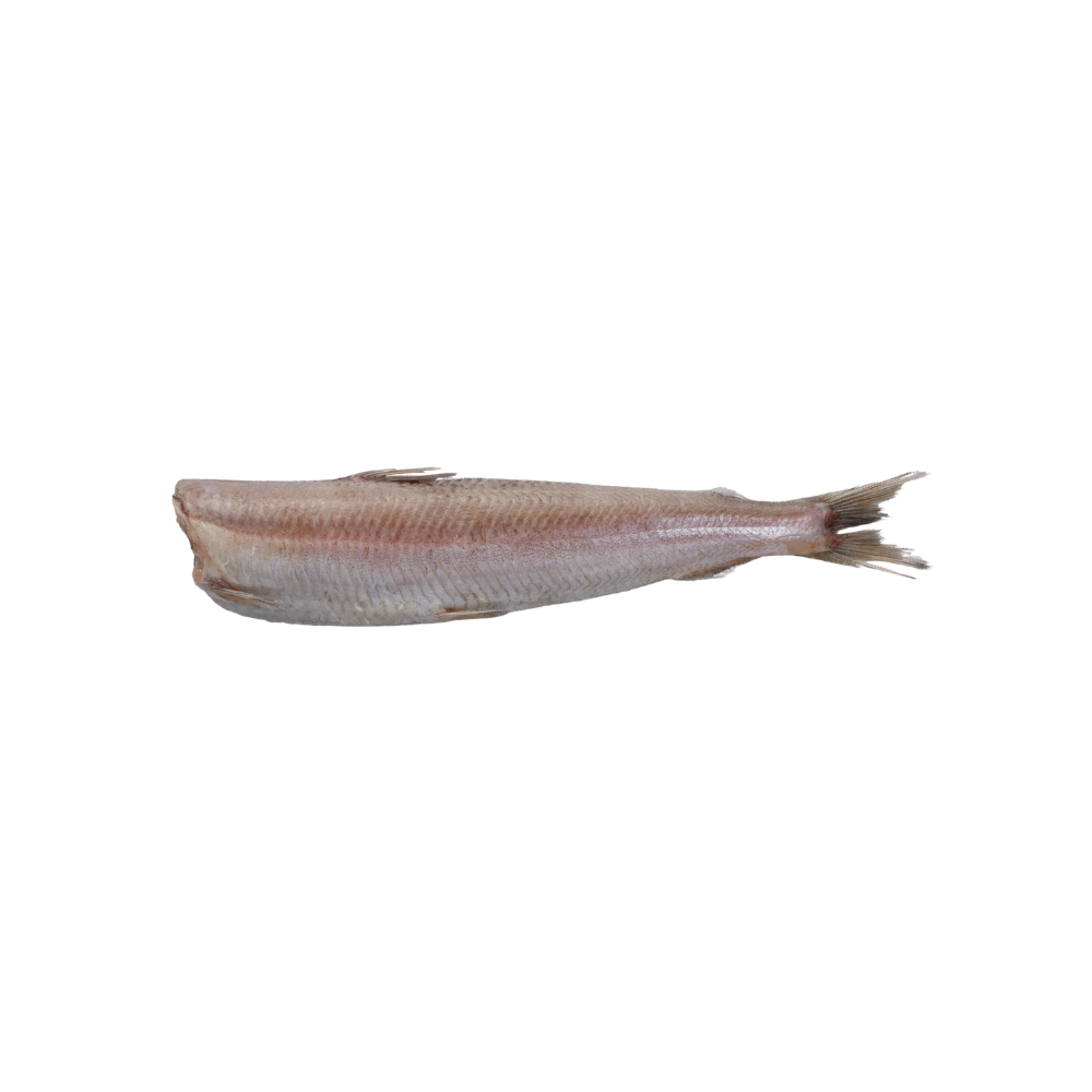 Head off and Gutted Fresh Smelts