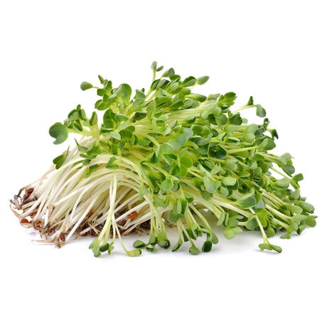 Alfalfa Sprouts