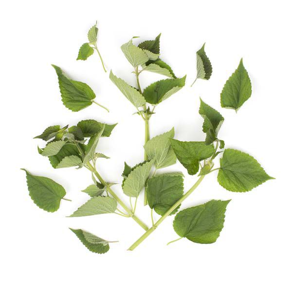 Anise Hyssop