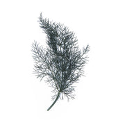 Bronze Fennel