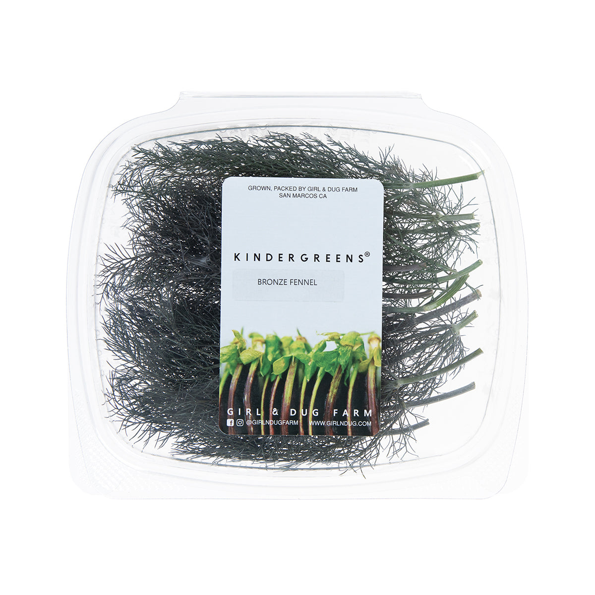 Bronze Fennel