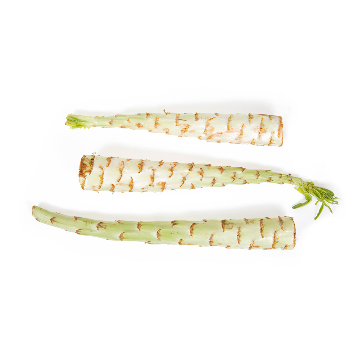 Celtuce Lettuce
