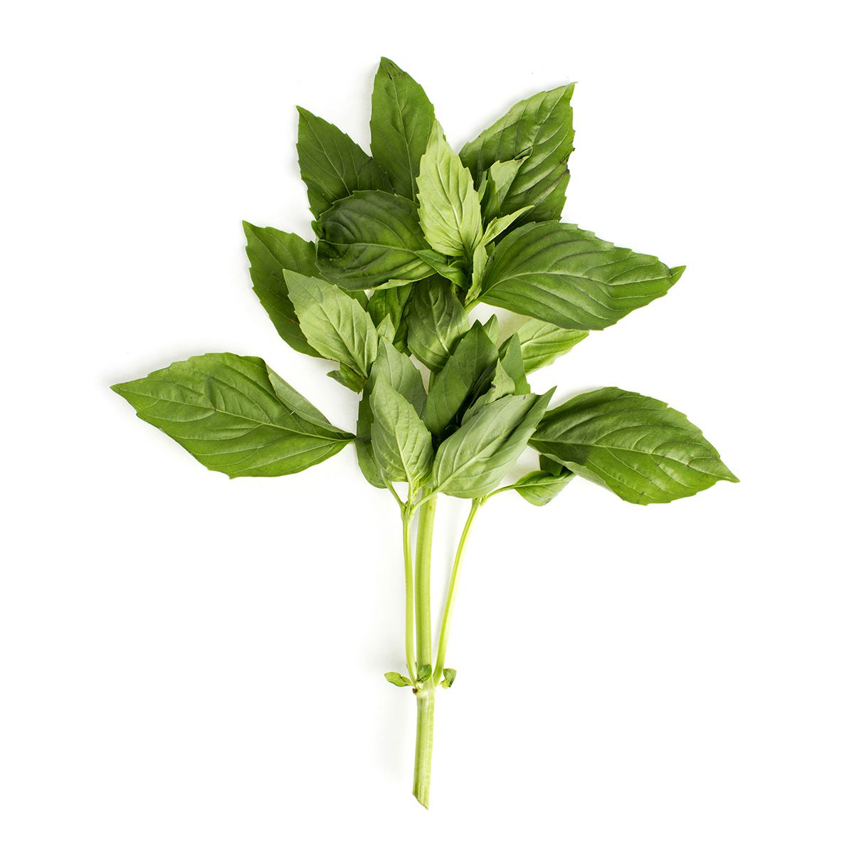 Basil