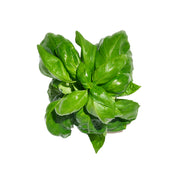 Basil
