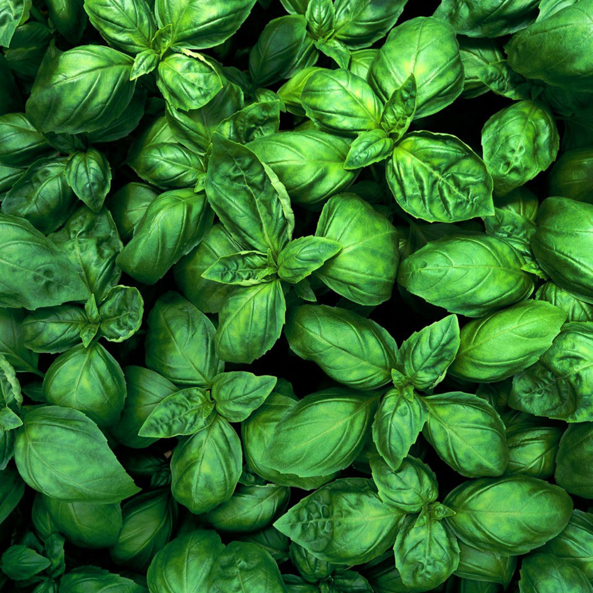 Basil