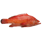 Whole Frozen Strawberry Grouper