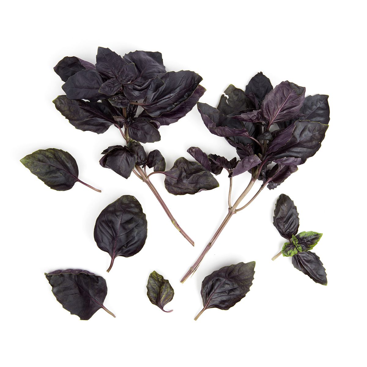 Opal Basil
