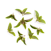 African Blue Basil