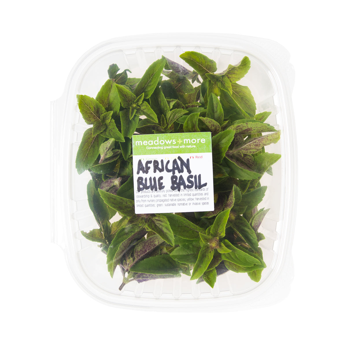 African Blue Basil