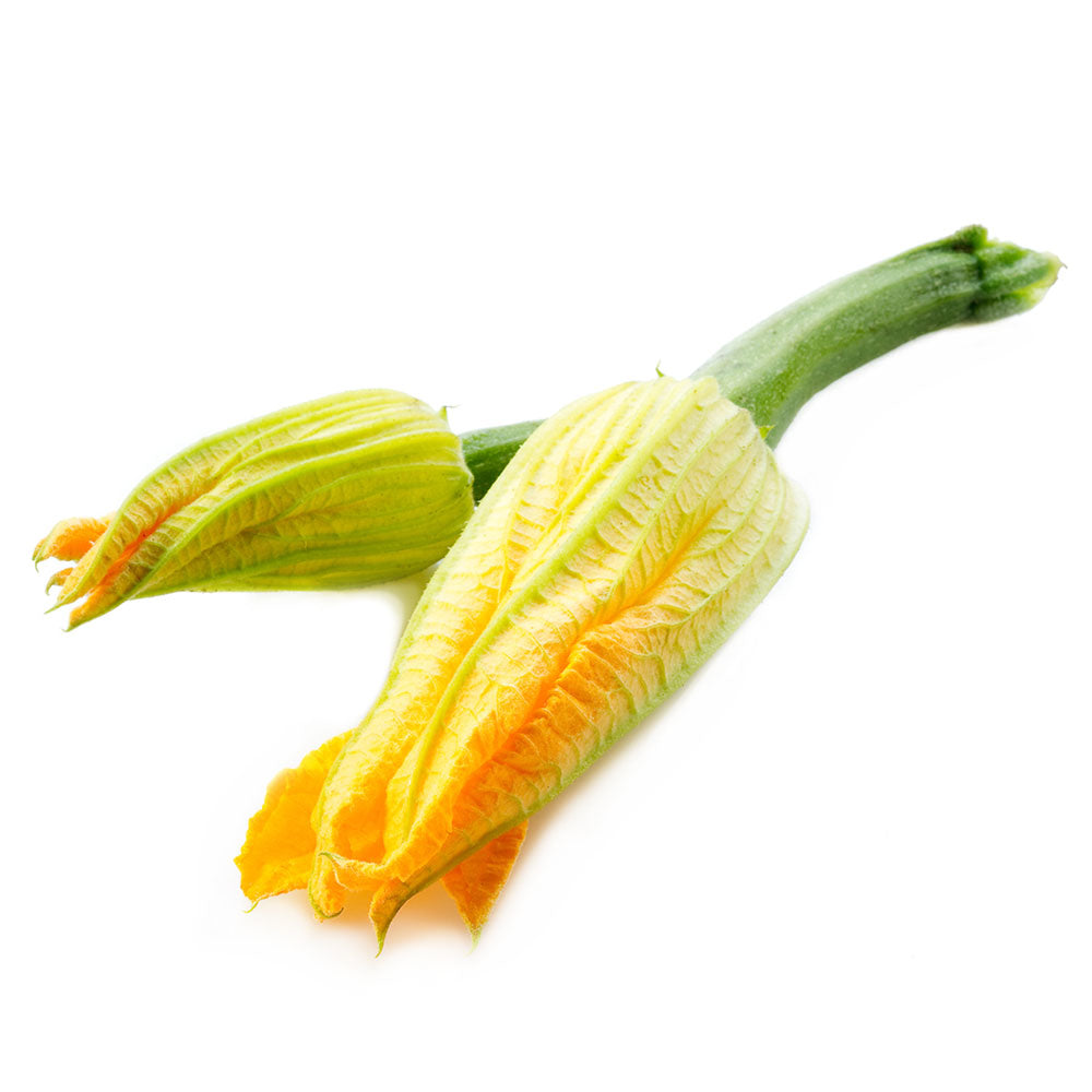 Squash Blossom