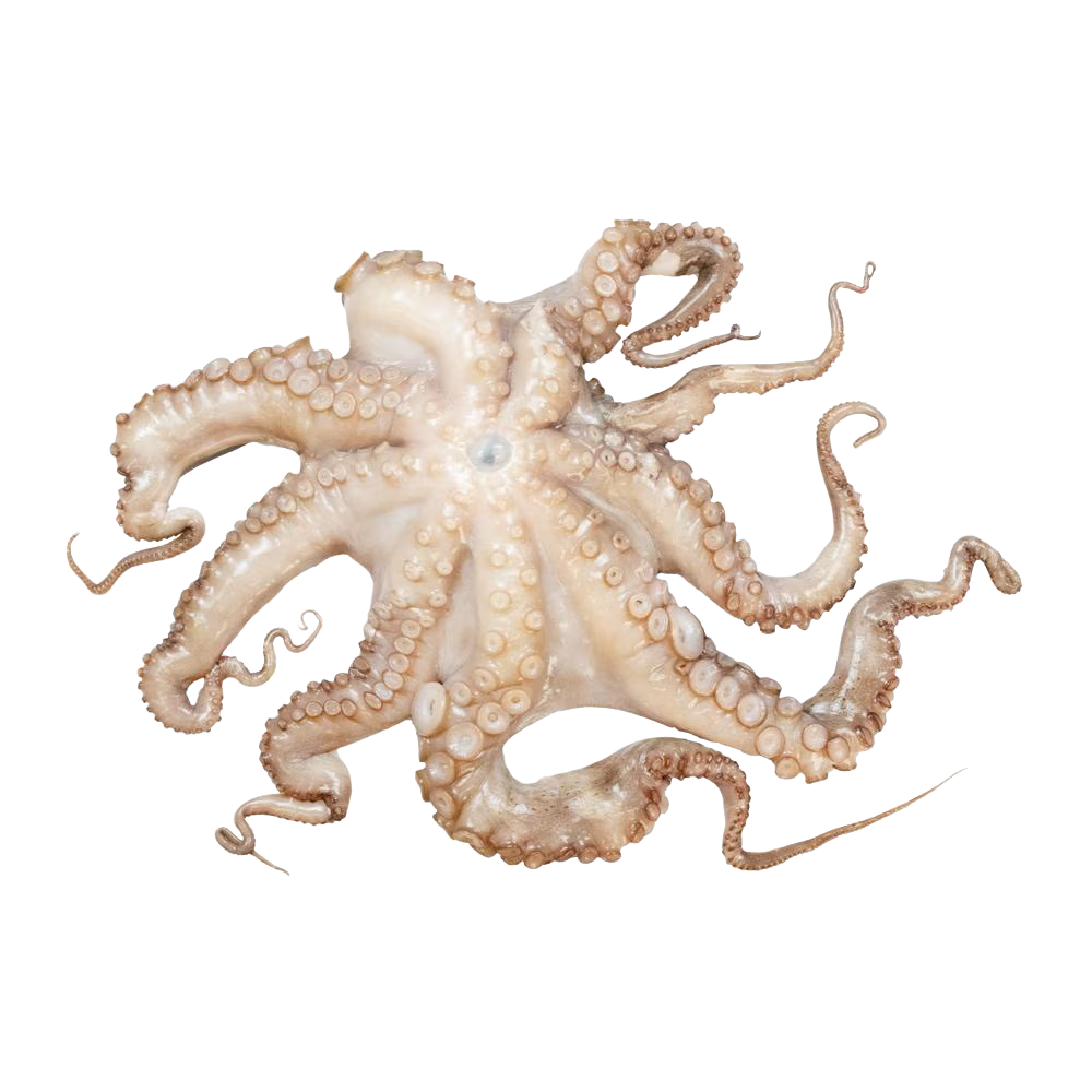 Baby Octopus 24lb
