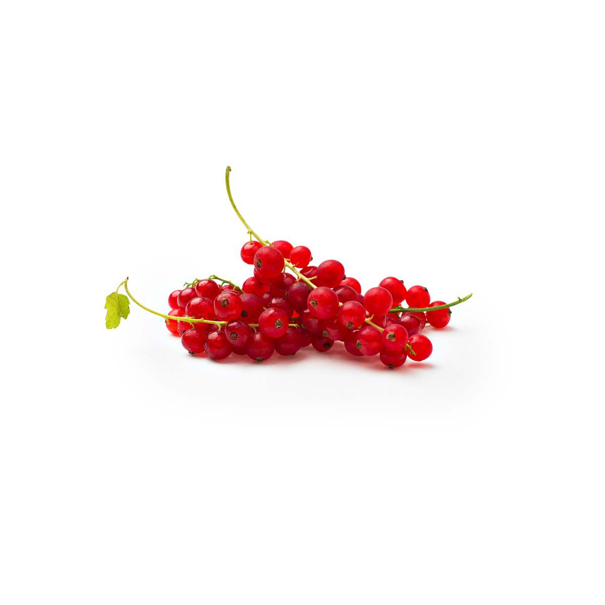 Local Red Currants