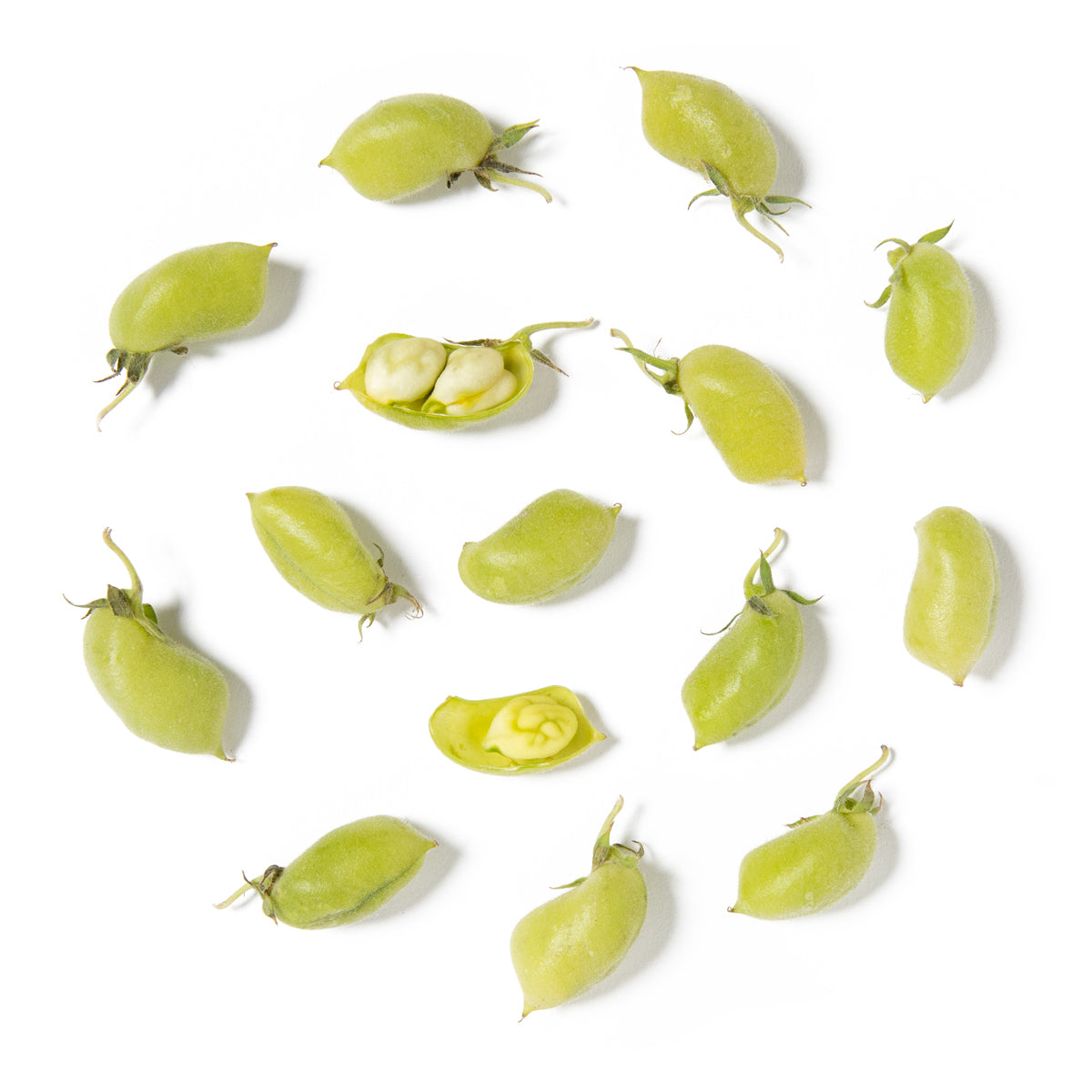 Fresh Garbanzo Beans