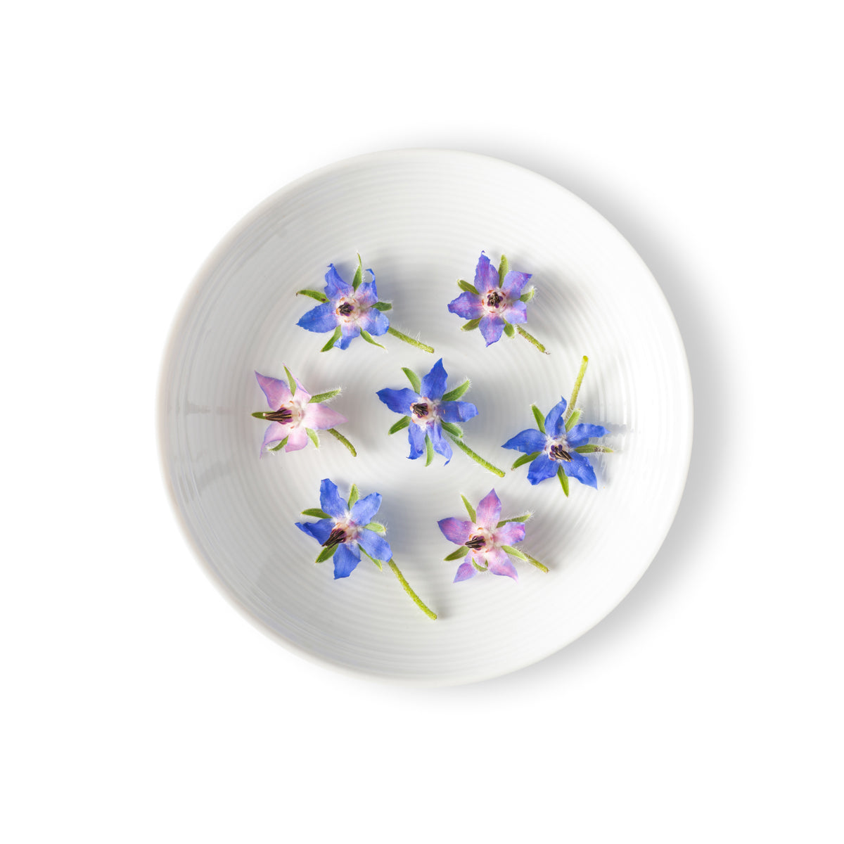 Borage Flowers