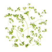 Chervil