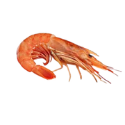U/15 Argentine Red Shrimp
