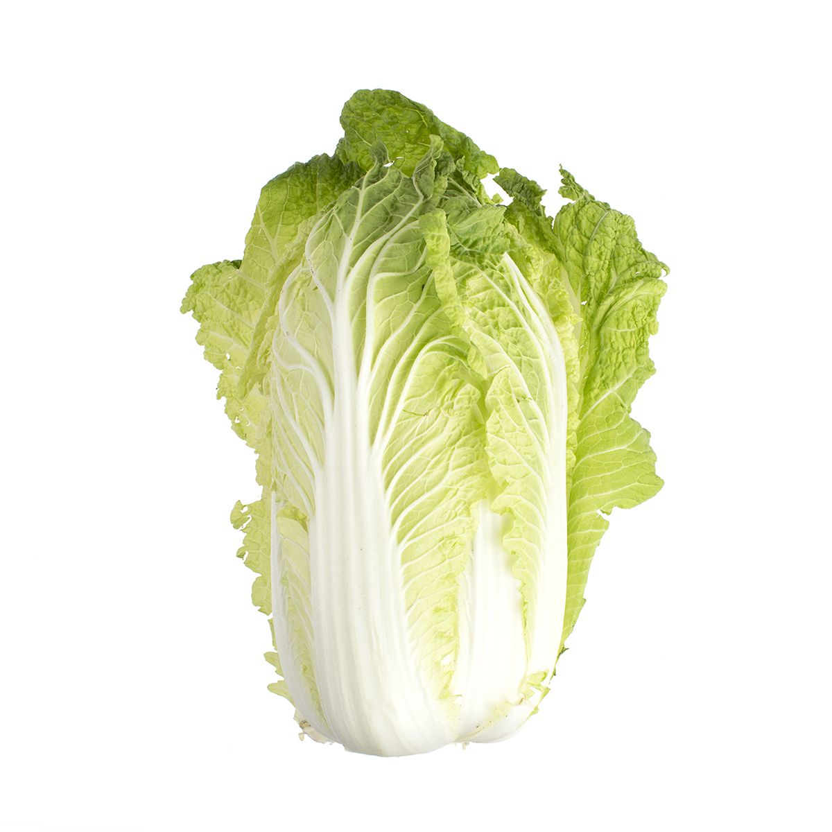 Napa Cabbage