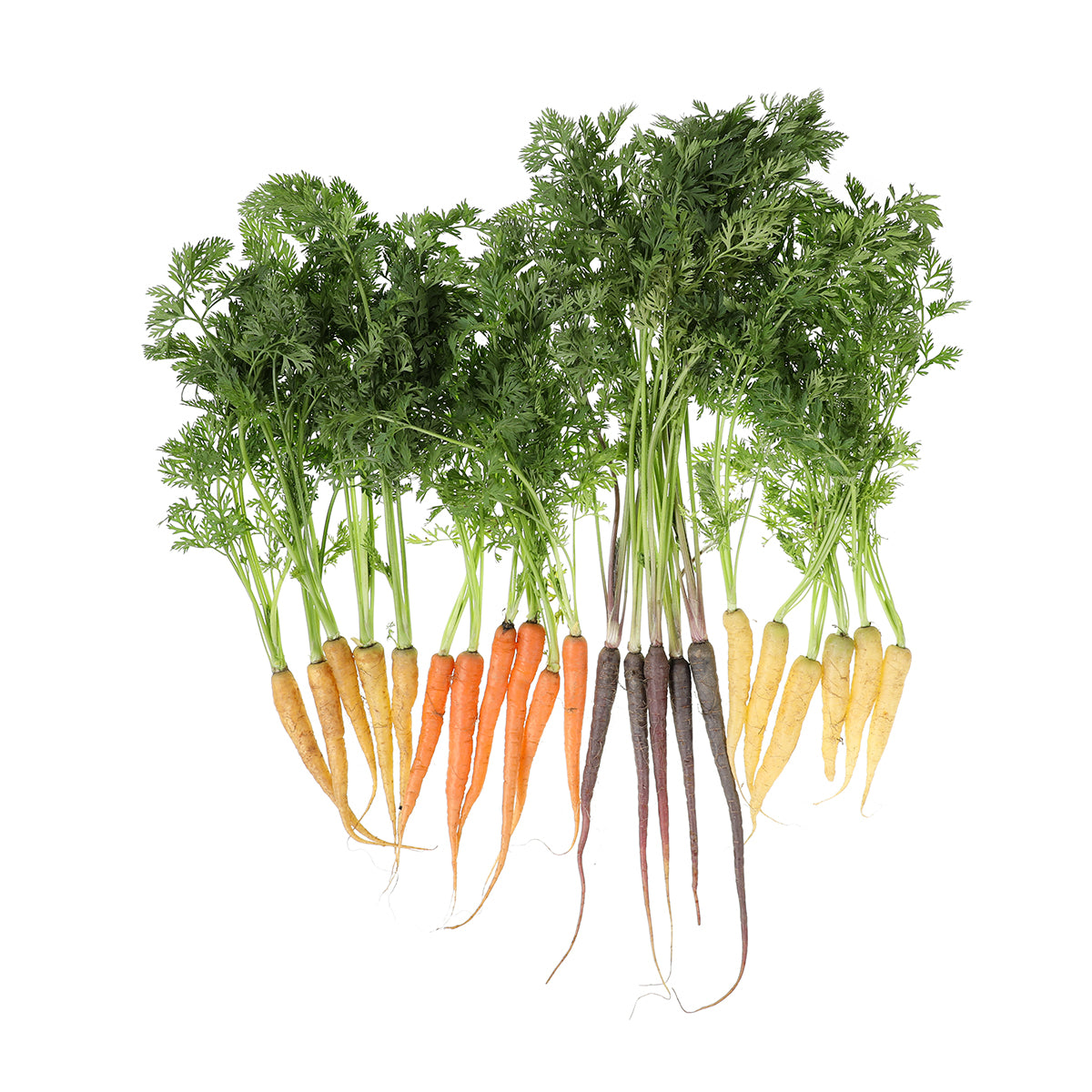 Mixed Color Baby Carrots