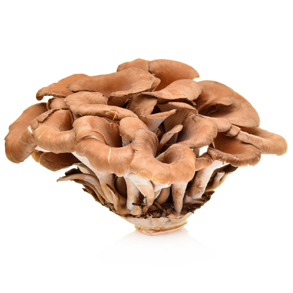 Maitake Mushroom (Hen of the Woods)
