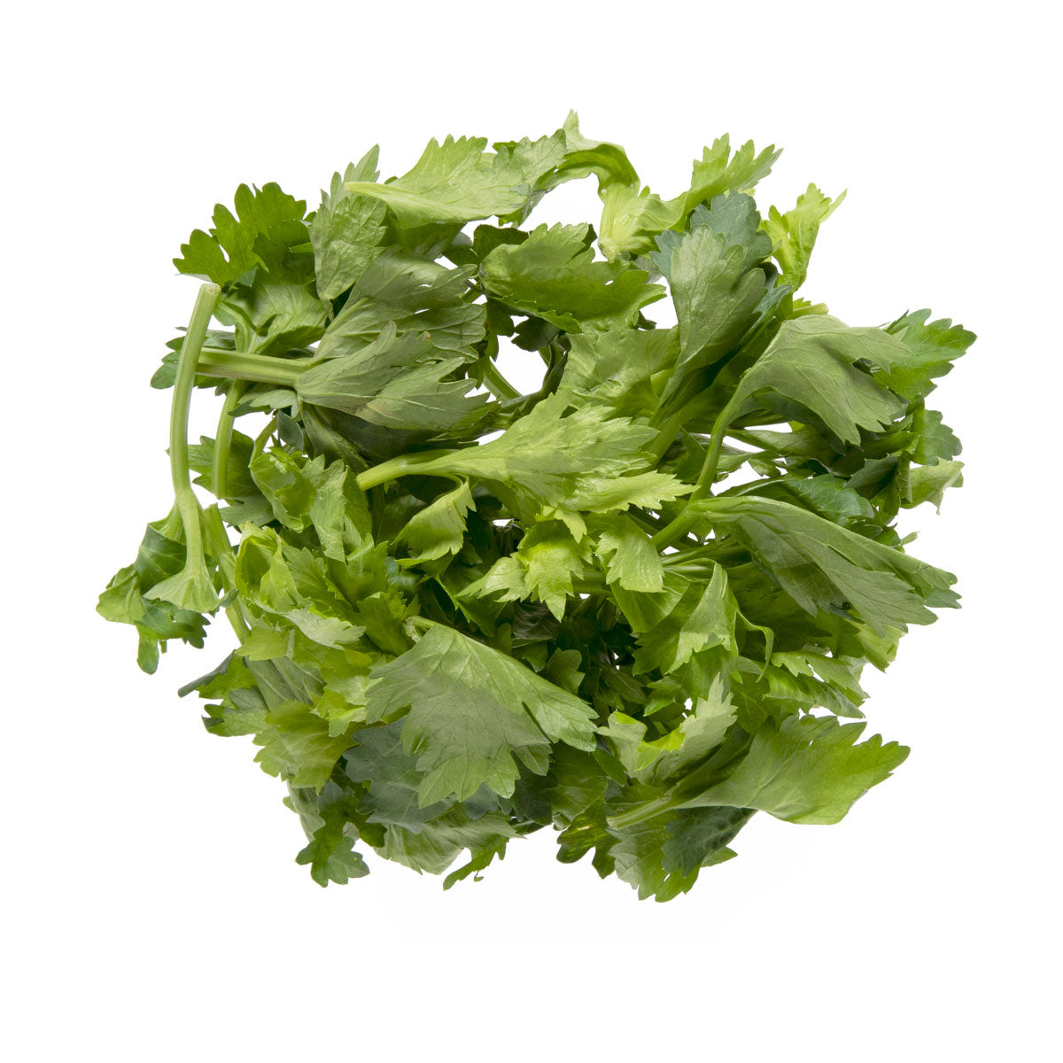 Celery Leaves