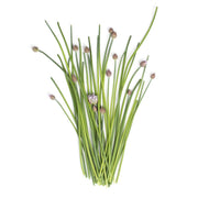 Asian Chive Buds