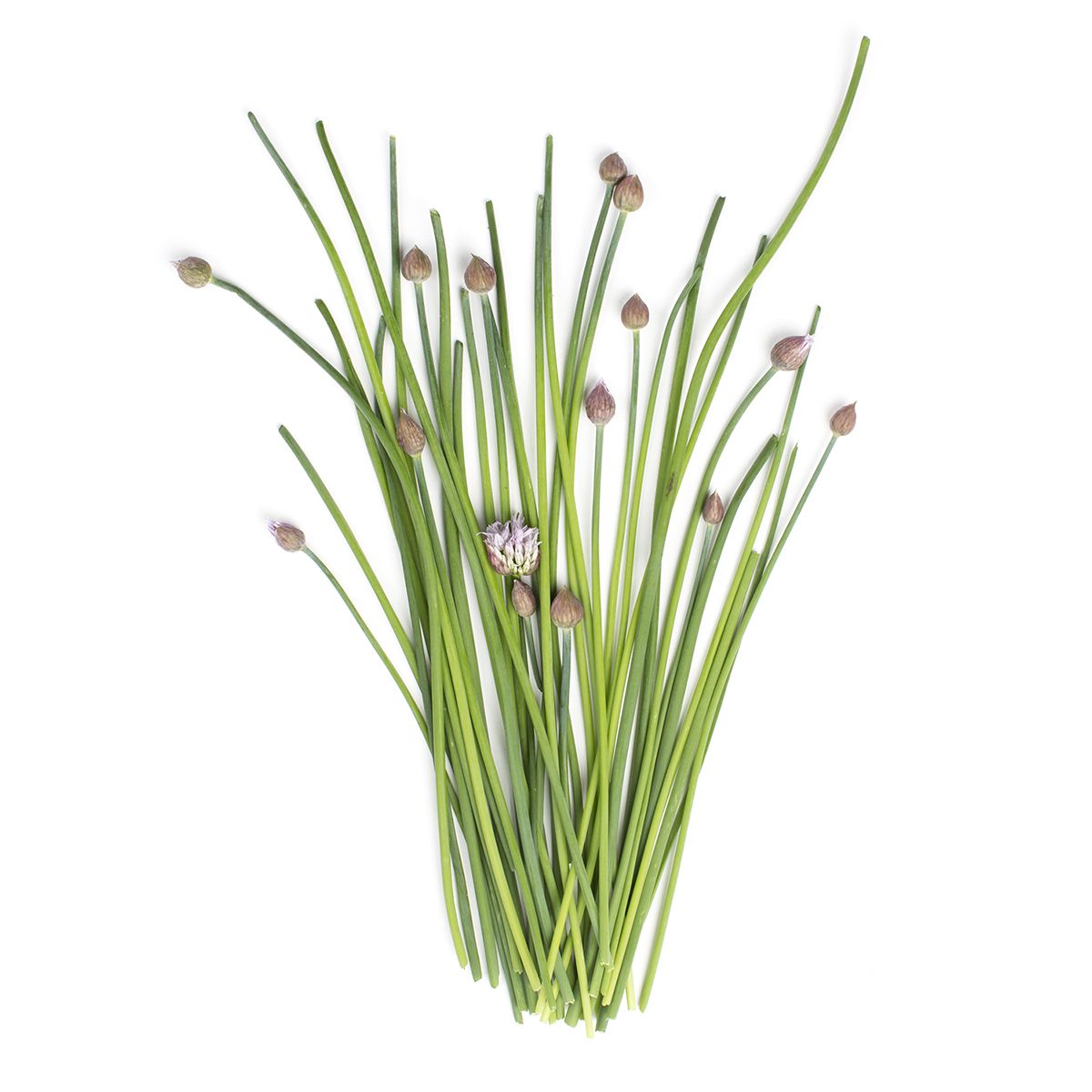 Asian Chive Buds