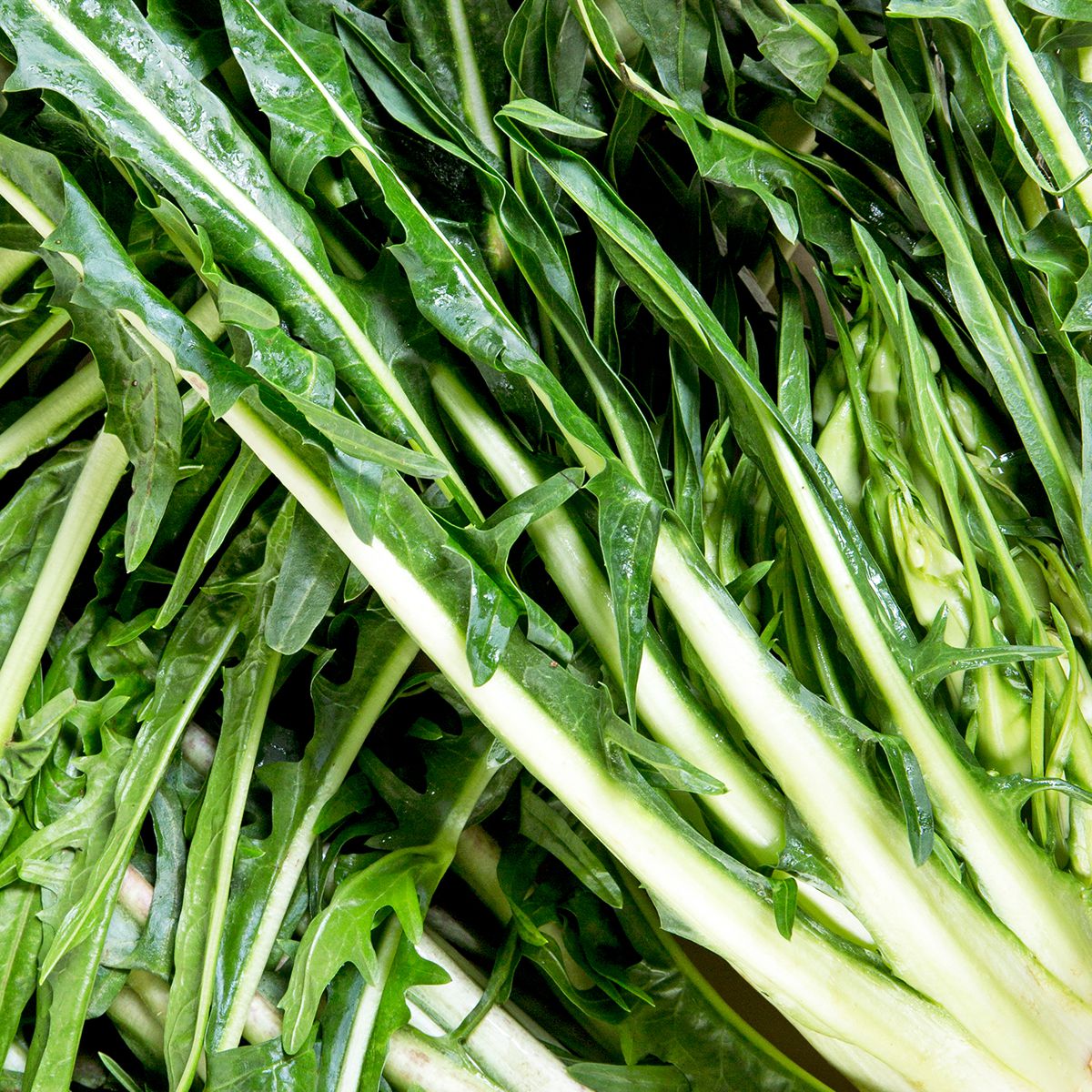 Chicory
