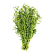 Cilantro Macho