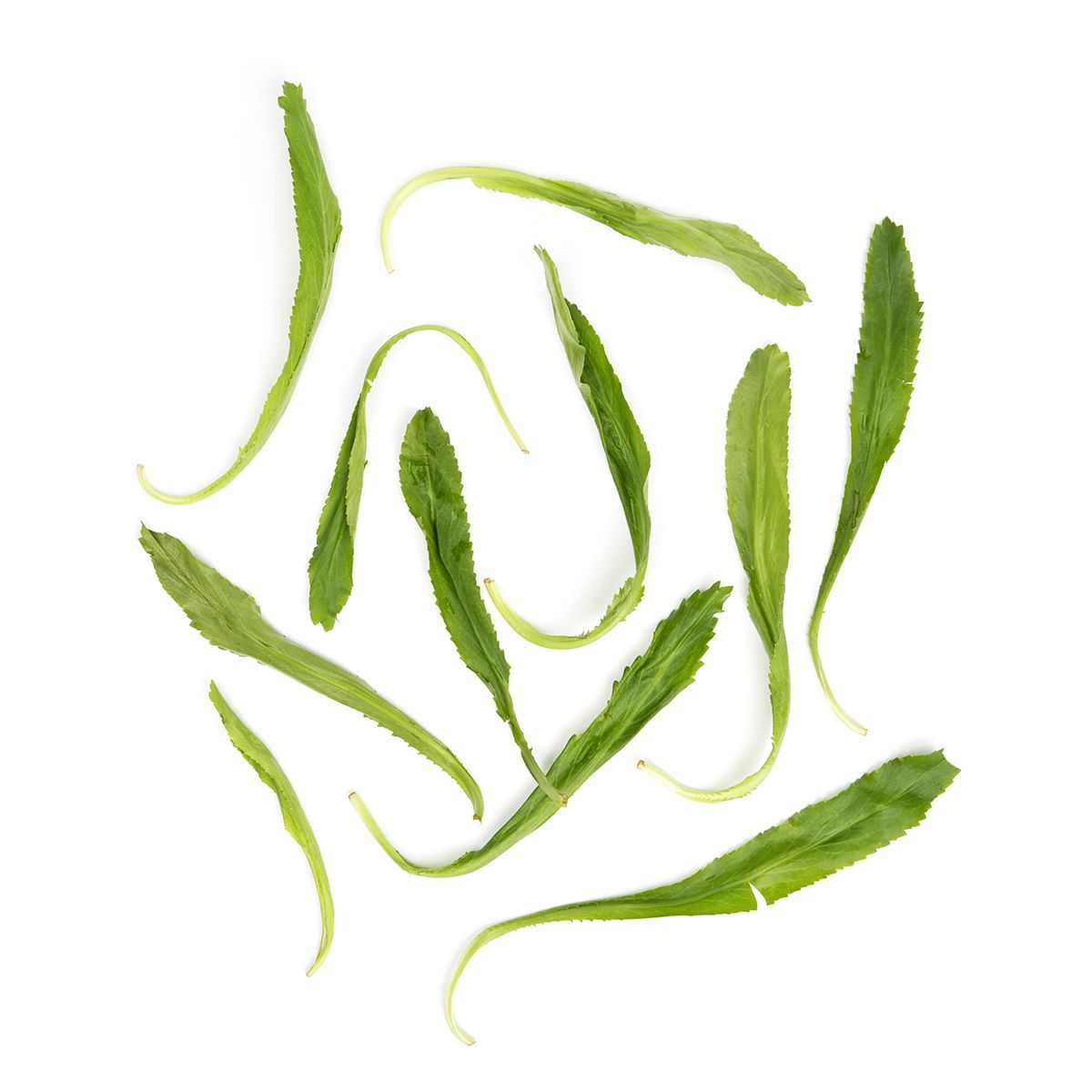 Saw Tooth Cilantro / Culantro