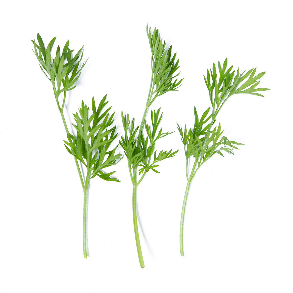 Delfino Cilantro