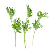 Delfino Cilantro
