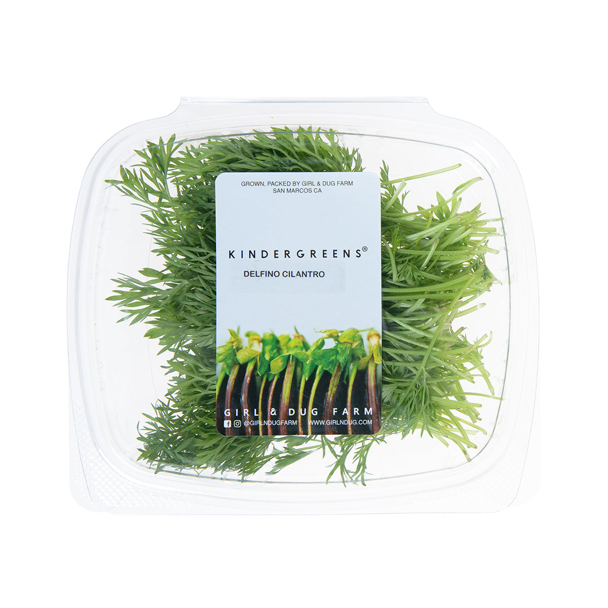 Delfino Cilantro
