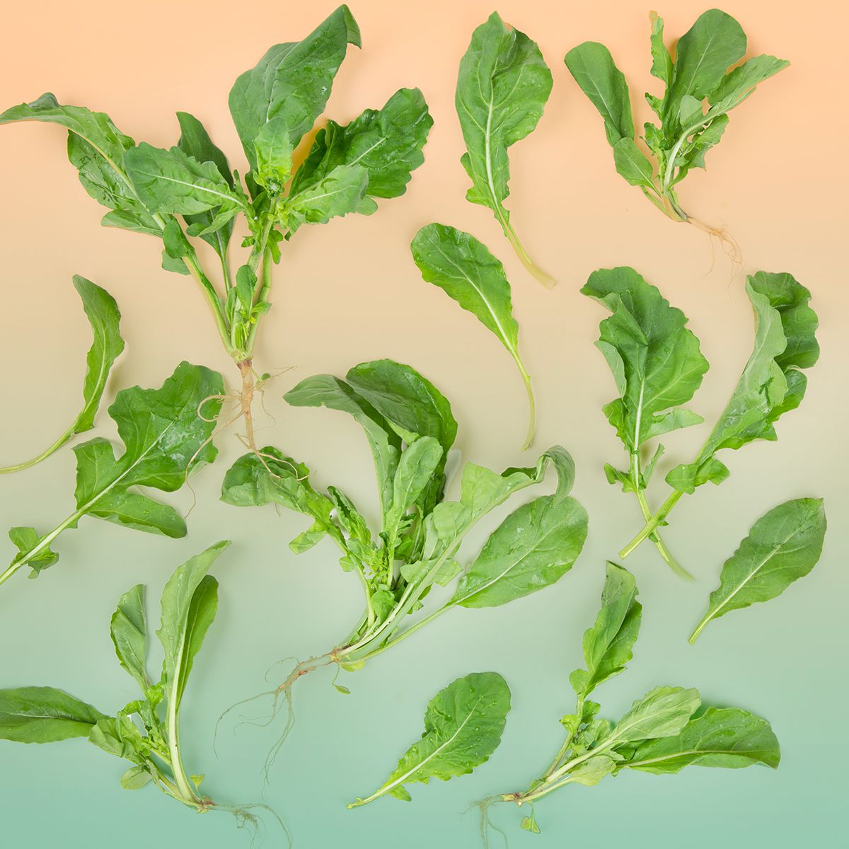 Bunched Arugula