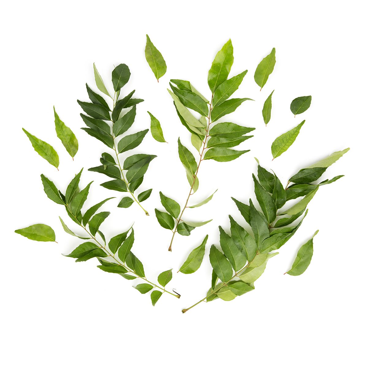 Curry Leaves
