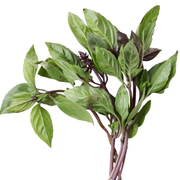 Thai Basil
